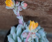 Succulent Plant - Echeveria 'Lola'