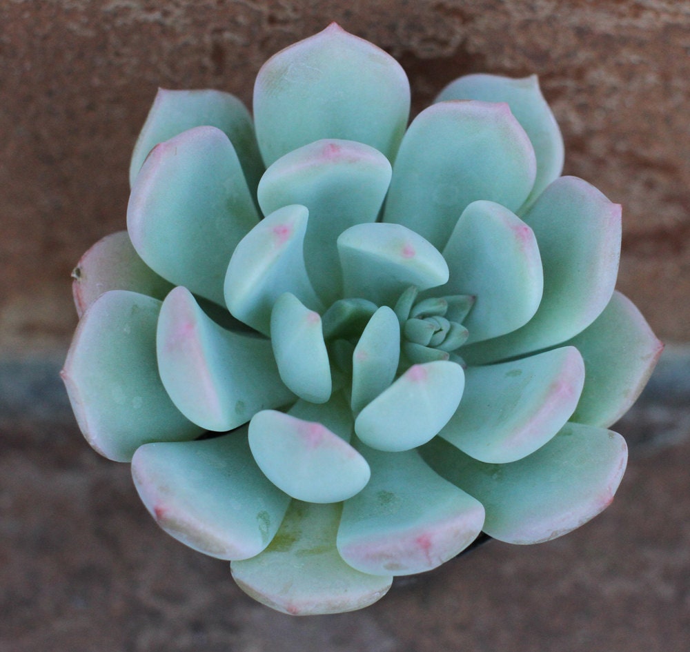 Succulent Plant - 2 Graptoveria 'Moonglow'