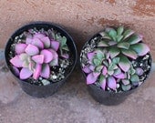 2 Succulent Plants - Anacampseros 'Sunrise'