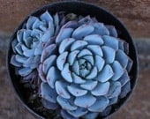 Succulent Plant - 2 Echeveria minima
