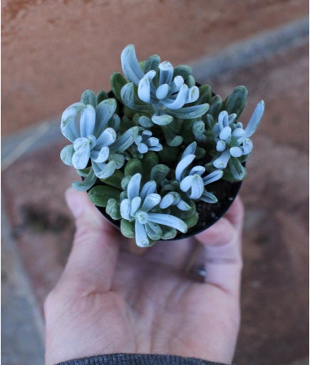Click to View Item Listing