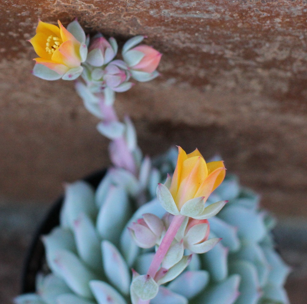 Succulent Plant - Echeveria 'Lola'