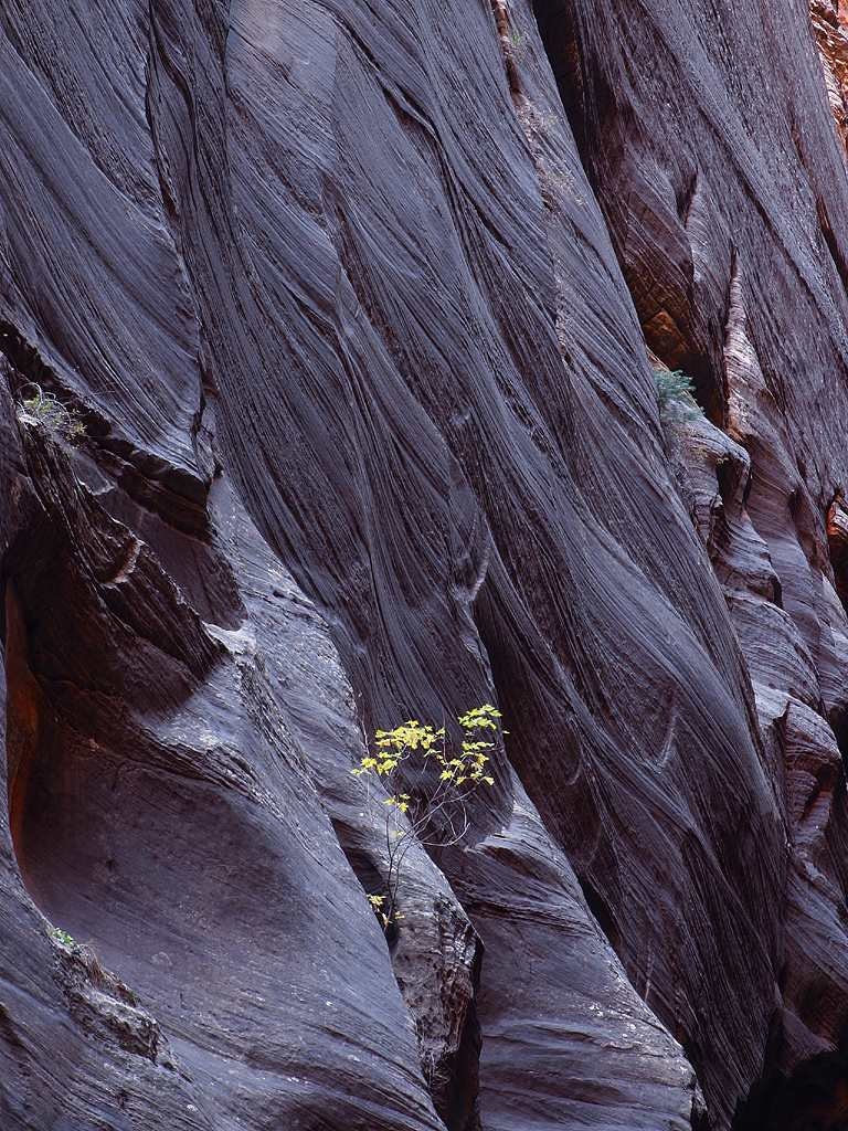 zion nevada