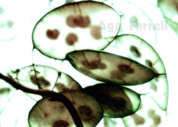 Botanical Print - Floating seeds - Transparent Seeds, Archival Print, Green Brown, Dreamy, 5x7