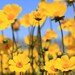 Field of Yellow