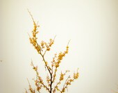 Geisha - 5x5 Nature flower tree photography print blossom photo blooms floral flowers photograph yellow home decor wall art spring japanese