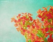 Wildflowers - 8x10 Floral flower photography print red turquoise blue aqua wall art home decor botanical bright spring summer green peach