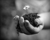 Pushing Up Daisies, Conceptual - Fine Art 10'' x 8'' Photographic Print
