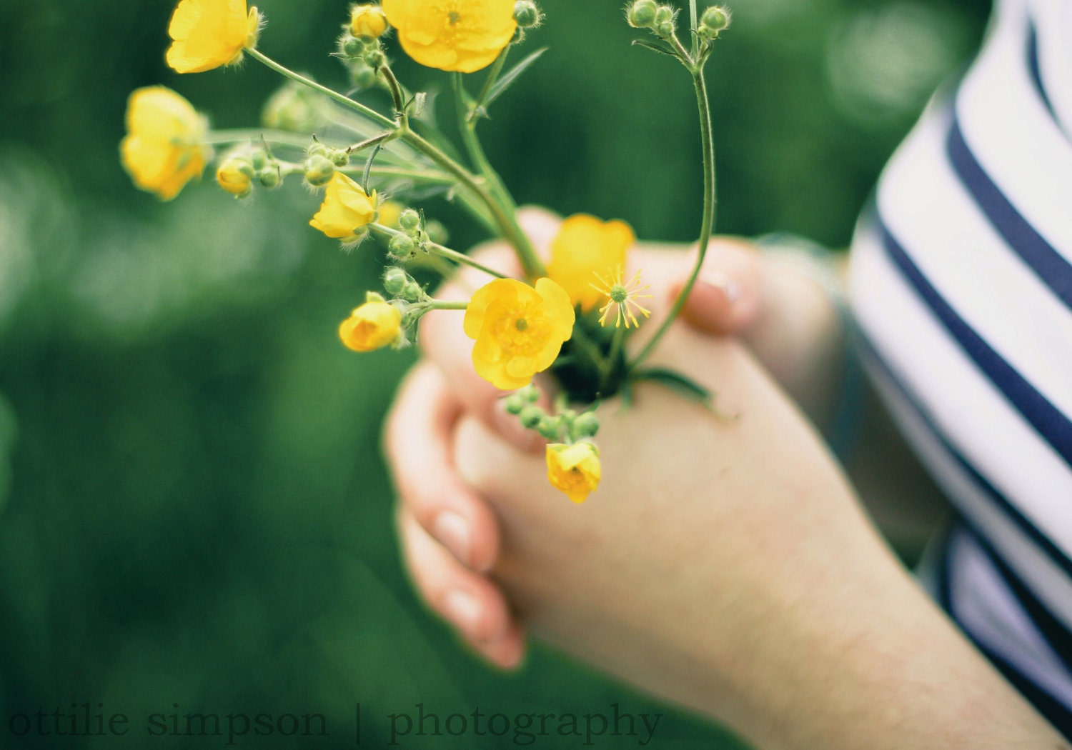 Hands Holding Bunch of Buttercups - Fine Art 10'' x 7'' Photographic Print