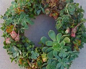13 inches DIY SUCCULENT WREATH - 75 succulent cuttings, 75 floral pins