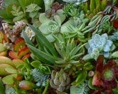200 Succulent cuttings