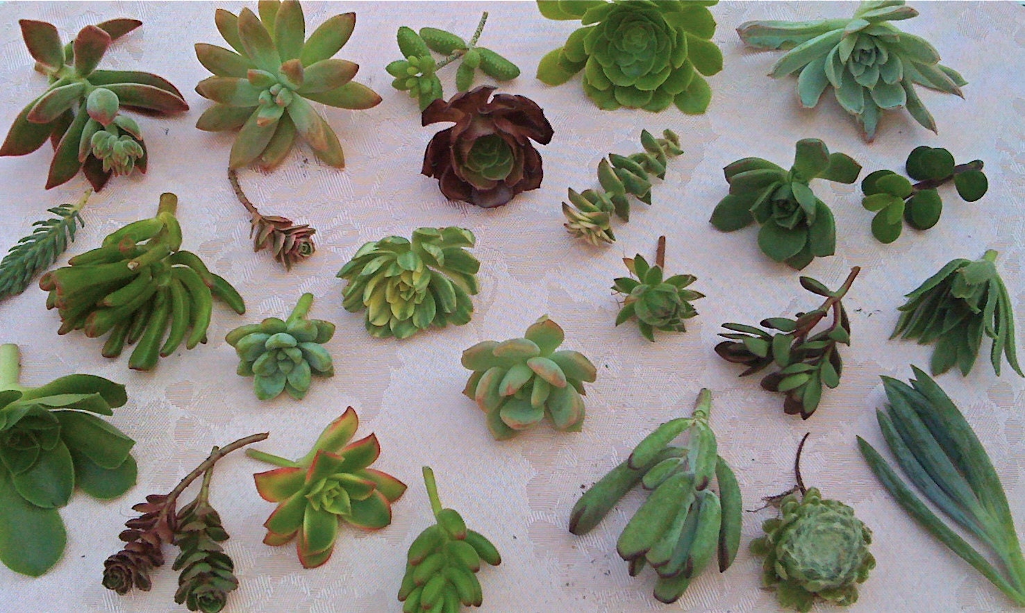 24 SUCCULENT Cuttings, Succulent Wedding, Succulent Centerpiece, DIish Garden, Wreath, Vertical Wall, Home Decor
