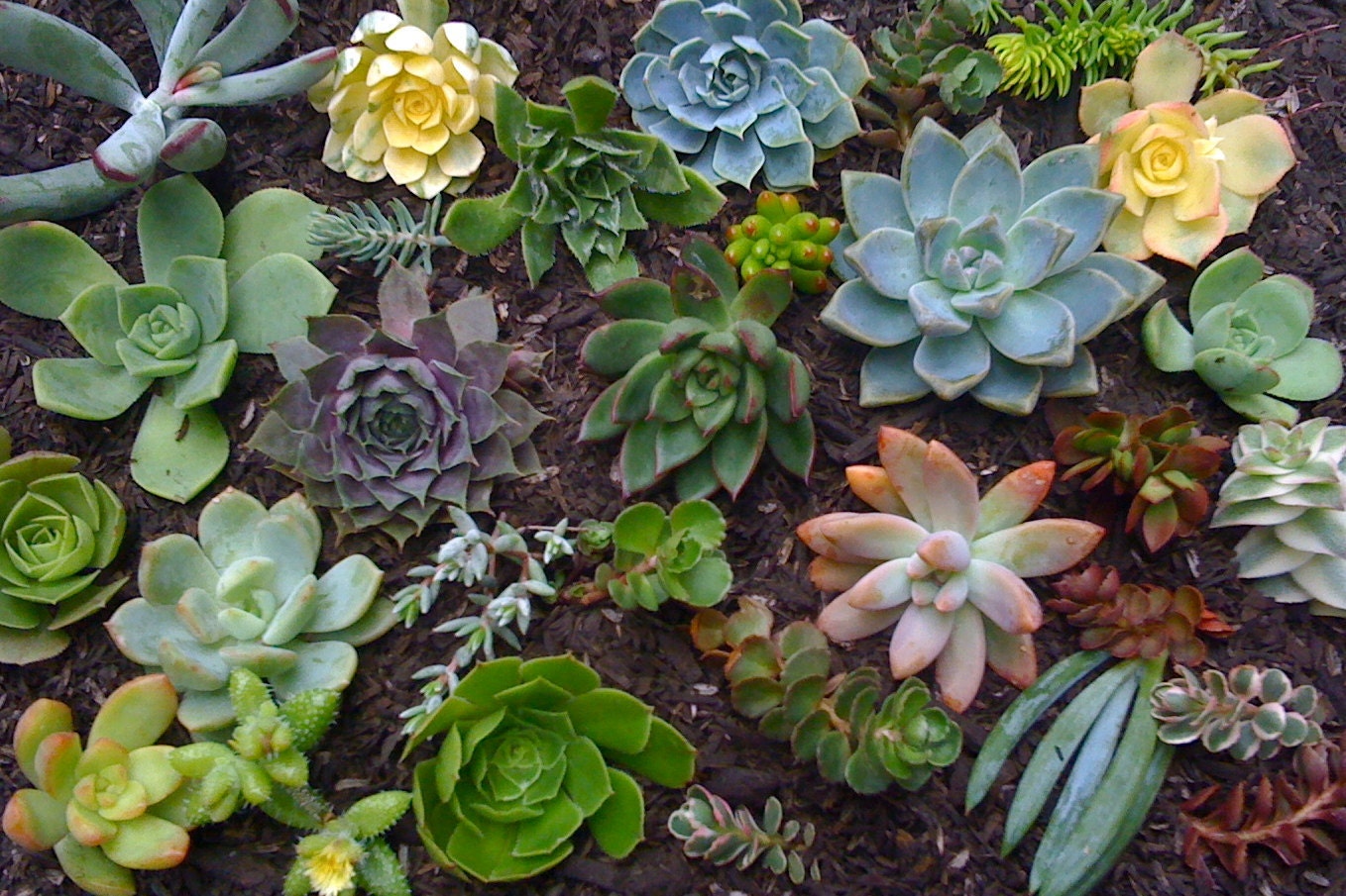 SUCCULENT PLANTS, 25 succulent cuttings, Succulent Wedding, Succulent wreath, Terrarium Succulent