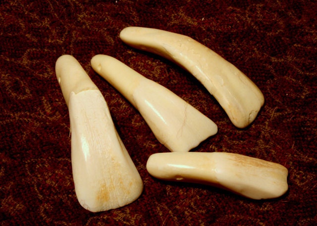 Buffalo Tooth - Power - Hoodoo - Magic - Occult -Wicca - Witchcraft