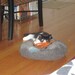 OOAK Cat bed, cat cave "Cat's Hostel",  ,pets bed,hand crafted, Eco friendly