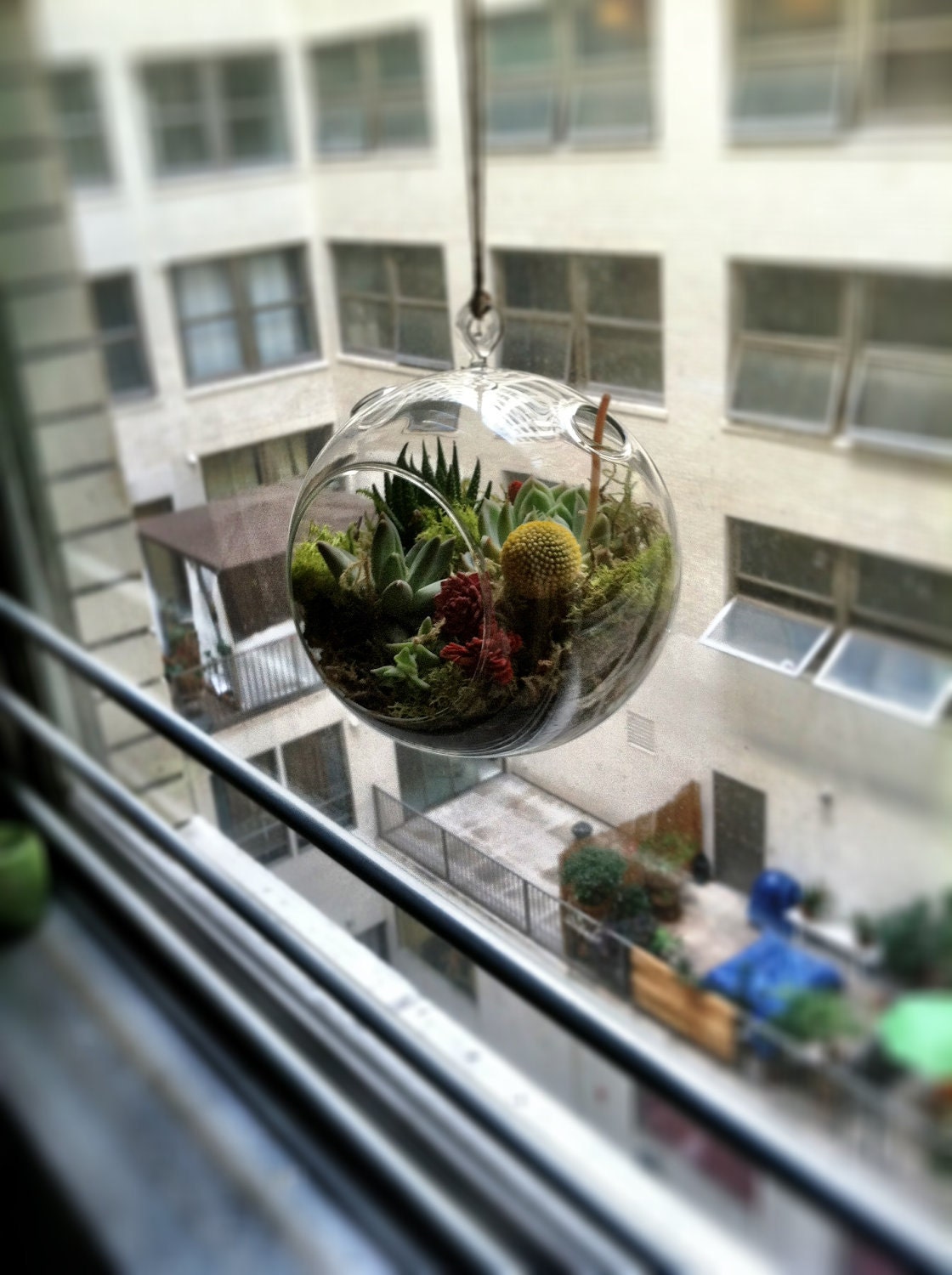 Hanging Succulent Terrarium (6 inch diameter)