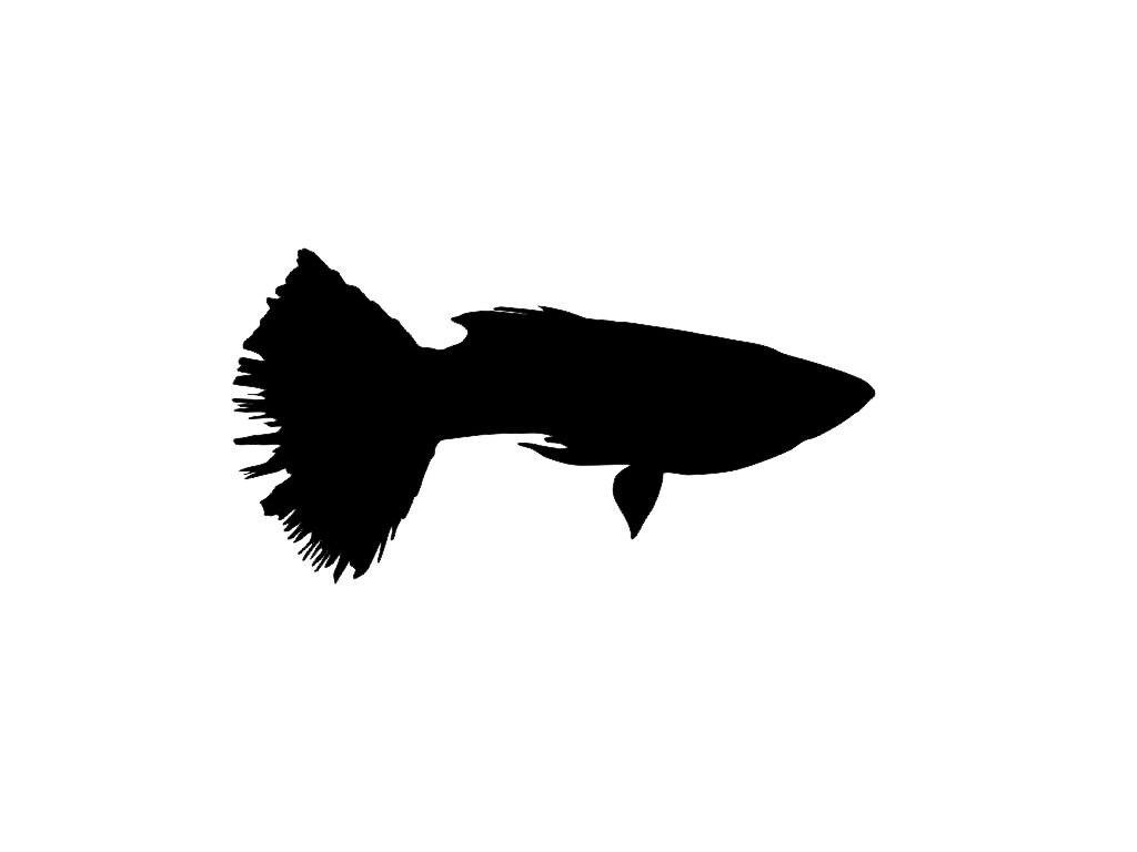 fish silhouette clip art - photo #36