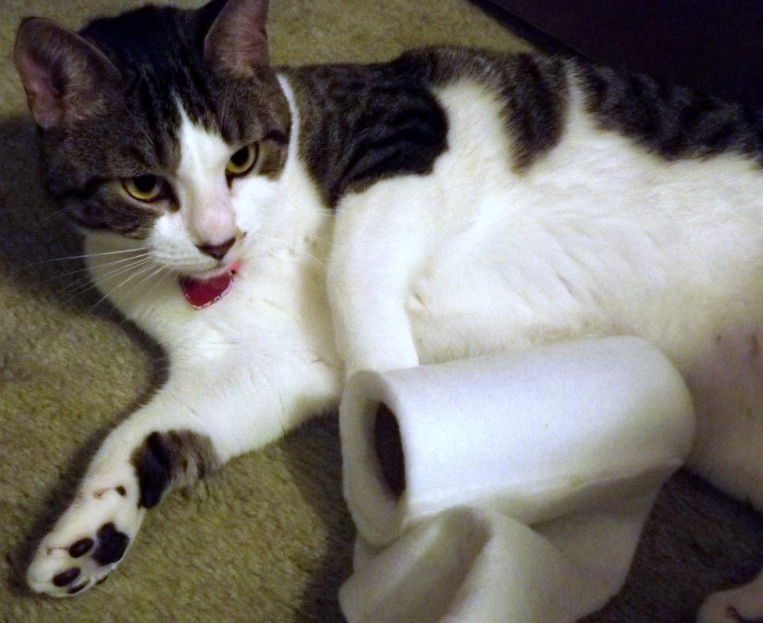 Catnip Toy Toilet Paper Plush for Cats