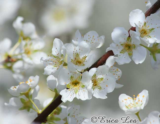 White Flower Photo Shabby Chic Wall Art Nature Photography 5x7 Fine Art Print