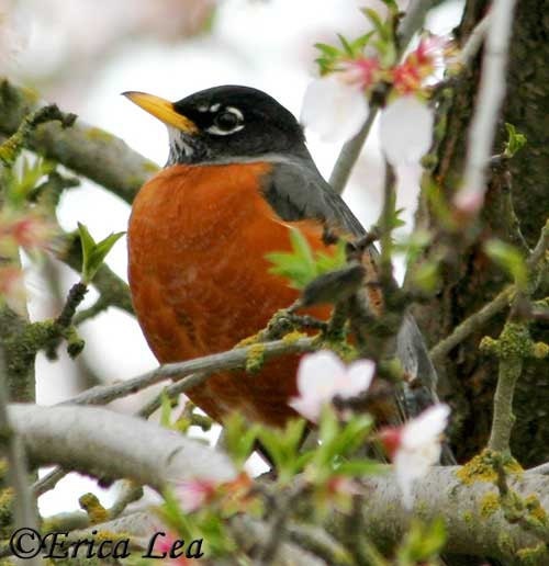 American Robin Photo Bird Photography in Spring Blossoms Nature Wall Art Print  8x10