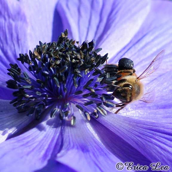 Honey Bee Photo on Blue Violet Flower Nursery Wall Art Print Nature Photography 8x8