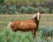 Gold Horse Photography Western Art Photo Animal Decor Palomino Stallion in Green Pasture 11x14 Print