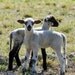 Baby Farm Animal Photography, little lambs photo, nursery wall art, cute sheep picture, 11x14 print