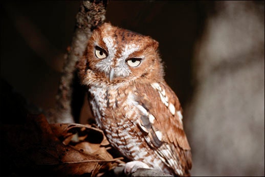 Maine Fine Art Photography Wall Art Nature Wildlife Raptor Owl Bird Photo " Screech in the Morning " by Hal Hagy (all rights reserved)
