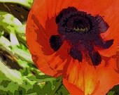 RUBESCENT REFLECTION, Fine Art Photograph, Home Decor, Red Poppy, Nature, 9"x12"