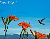 Nature Photography Flower Photography Hummingbird and Flowers, Orange, Bird, Blue, Wine Tasting, Wall Art, Nursery Art, 8x10