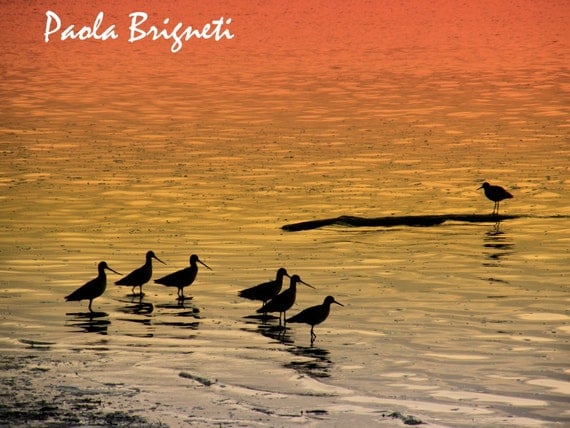 Nature Photography Orange Birds at Sunset in Morro Bay California