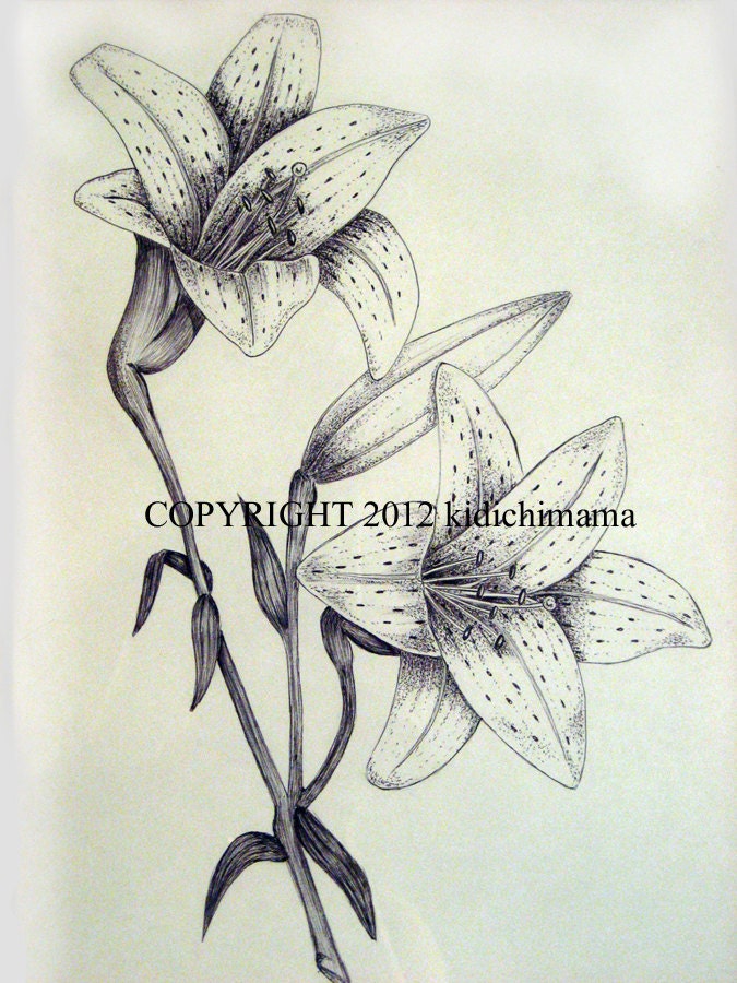 Tiger Lily Drawing