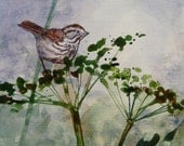 Song Sparrow and Fennel
