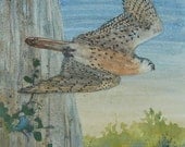 Kestrel Flying Original Painting