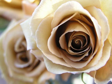 Most beautiful Rose - floral romantic, nonteamchallenge 119, dreamy wedding blush flower roses neutral home decor 8x10 wedding/spring decor - natmontoya