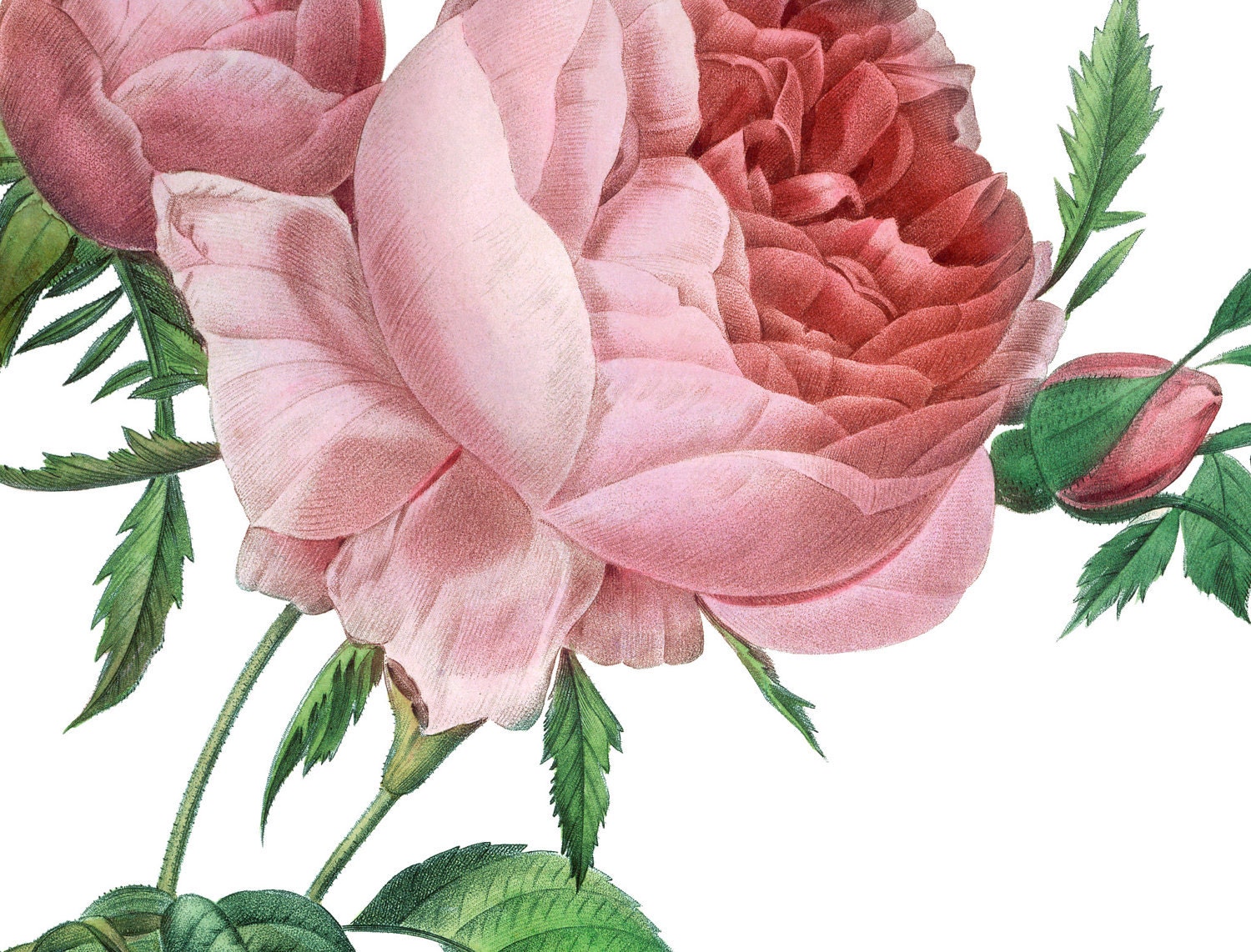 Roses Bouquet Victorian Antique Digital Image Download Transfer Pillows Tote Bags Towels Burlap Iron T-Shirt No. 0067