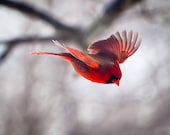 Bird photography: The Art of Staying Aloft No.1   Northern Cardinal (Cardinalis cardinalis)