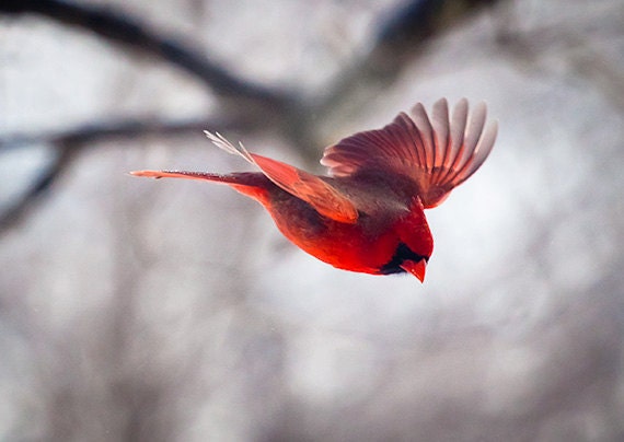 Bird photography: The Art of Staying Aloft No.1   Northern Cardinal (Cardinalis cardinalis)
