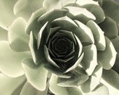 Beach Flower Photograph, faded pale green, floral nature, home decor, wall art, 8x10 fine art photo print - RayeLani