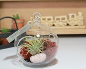 Hanging Air Plant Terrarium on a Small Glass Bubble