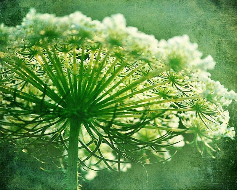 Photography - Queen Anne's Lace Wildflower in Green Textured Grunge Close up 8x10 - ShutterSoup