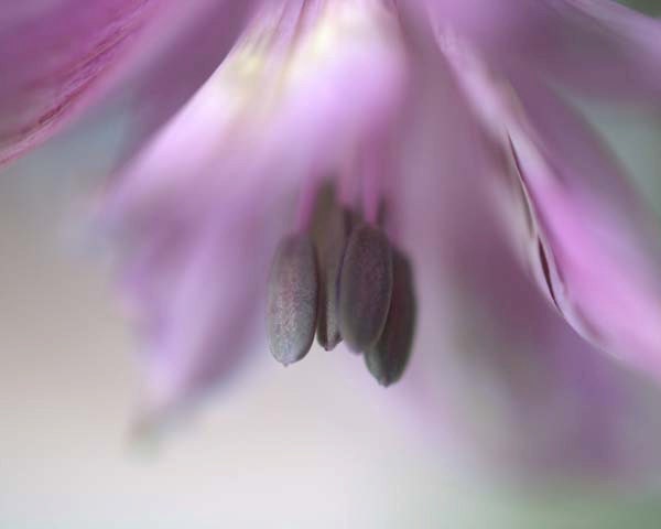 Nature Photography 8X10 Alstroemeria,flower,floral, lavender, plum, purple