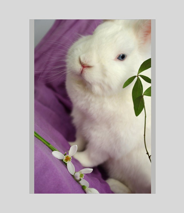 Print 8x11  - Easter bunny.