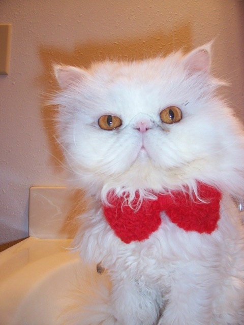 The Count Duckula Cat Bow Tie