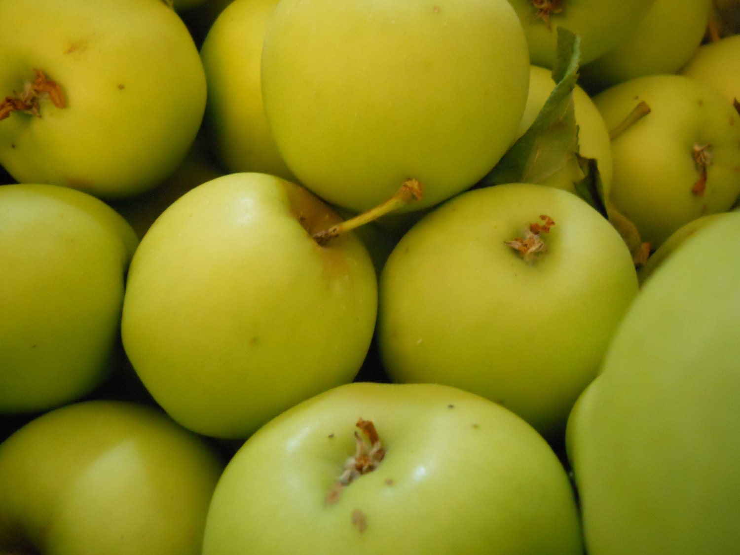 8x10 Green Apple Summer Fruit Photo Print