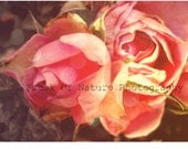 Fine Art Photography Pink Rose Bokeh Yellow Light Spring - 5.5in x 8.5in