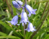 Rain Drops on Bluebells: 8x10 Fine Art Photography Print