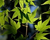 Japanese Maple Close-Up: 8x10 Fine Art Photography Print