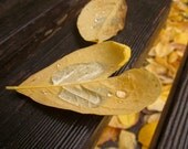 Yellow Heart Leaf: 8x10 Fine Art Photography Print