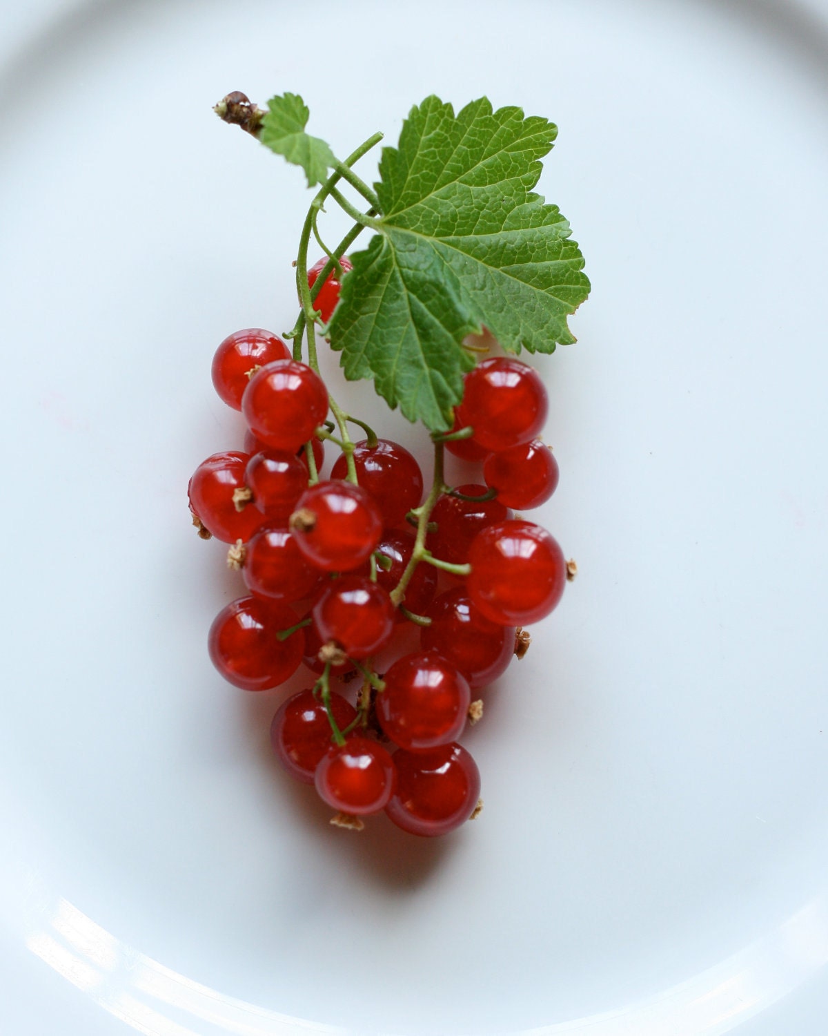 Natural Jewels: Fresh Red Currants  8x10 Fine Art Photography Print